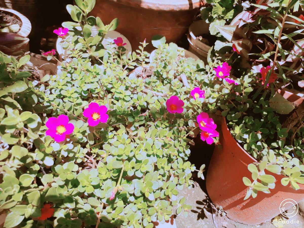 288 Villa Da Lat Dış mekan fotoğraf
